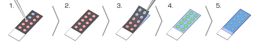 Microculture array protocol - immunofluorescence